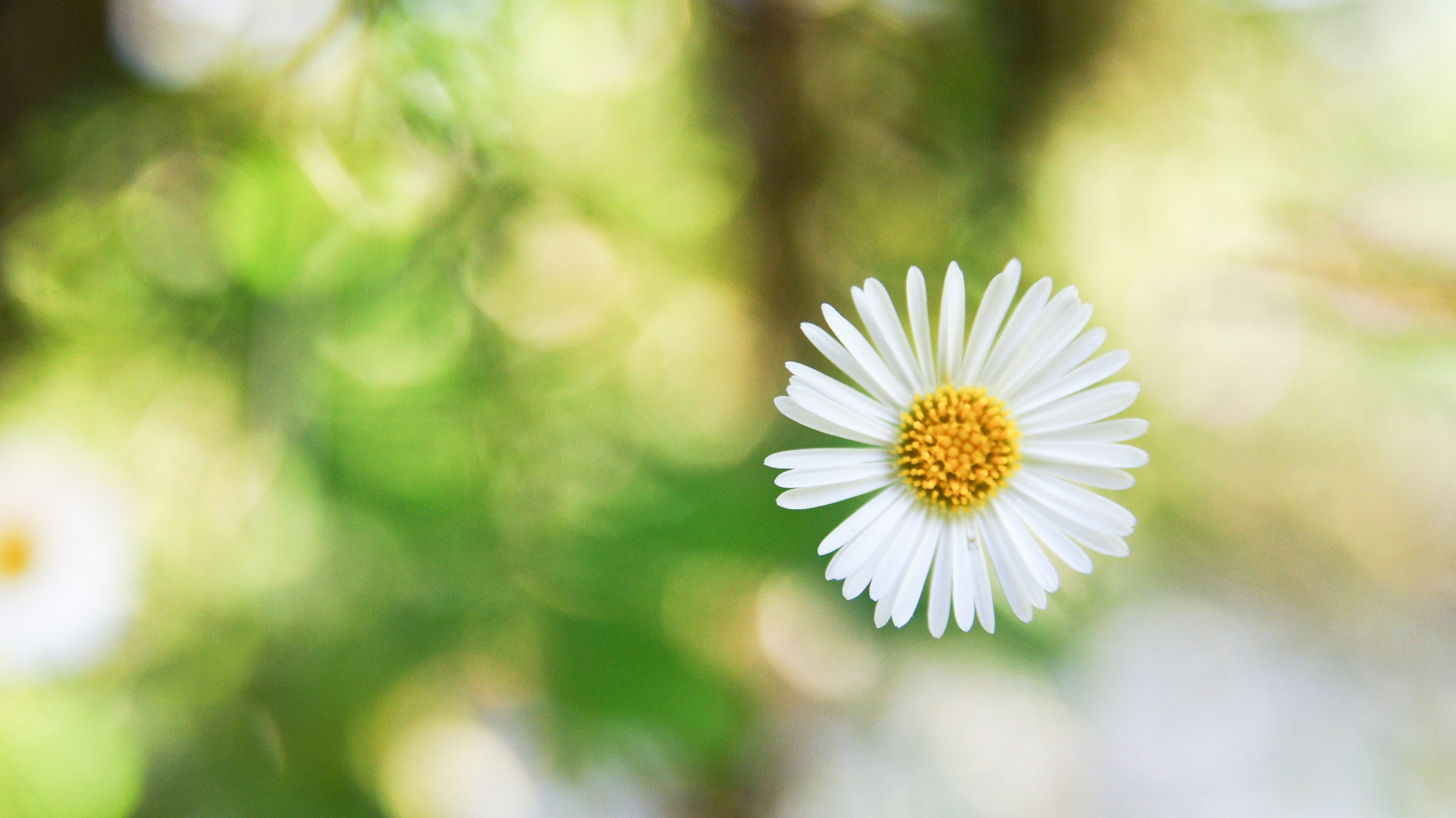Common Daisy
