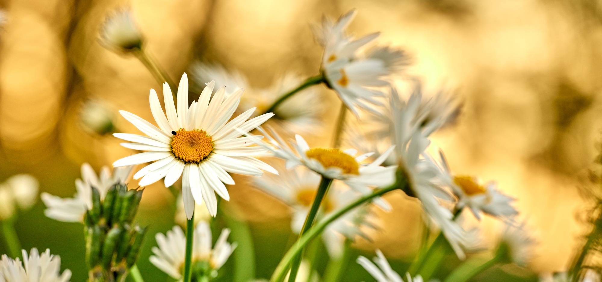 Daisies - Marguerite