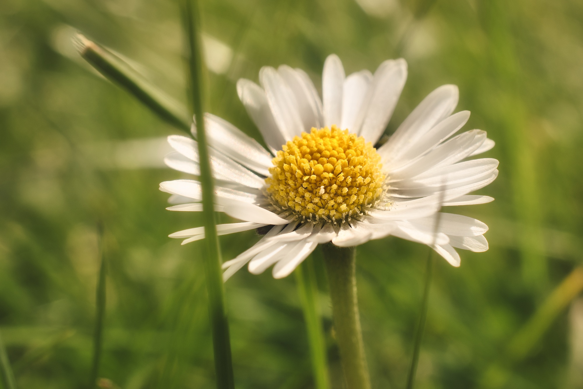 Daisy flower