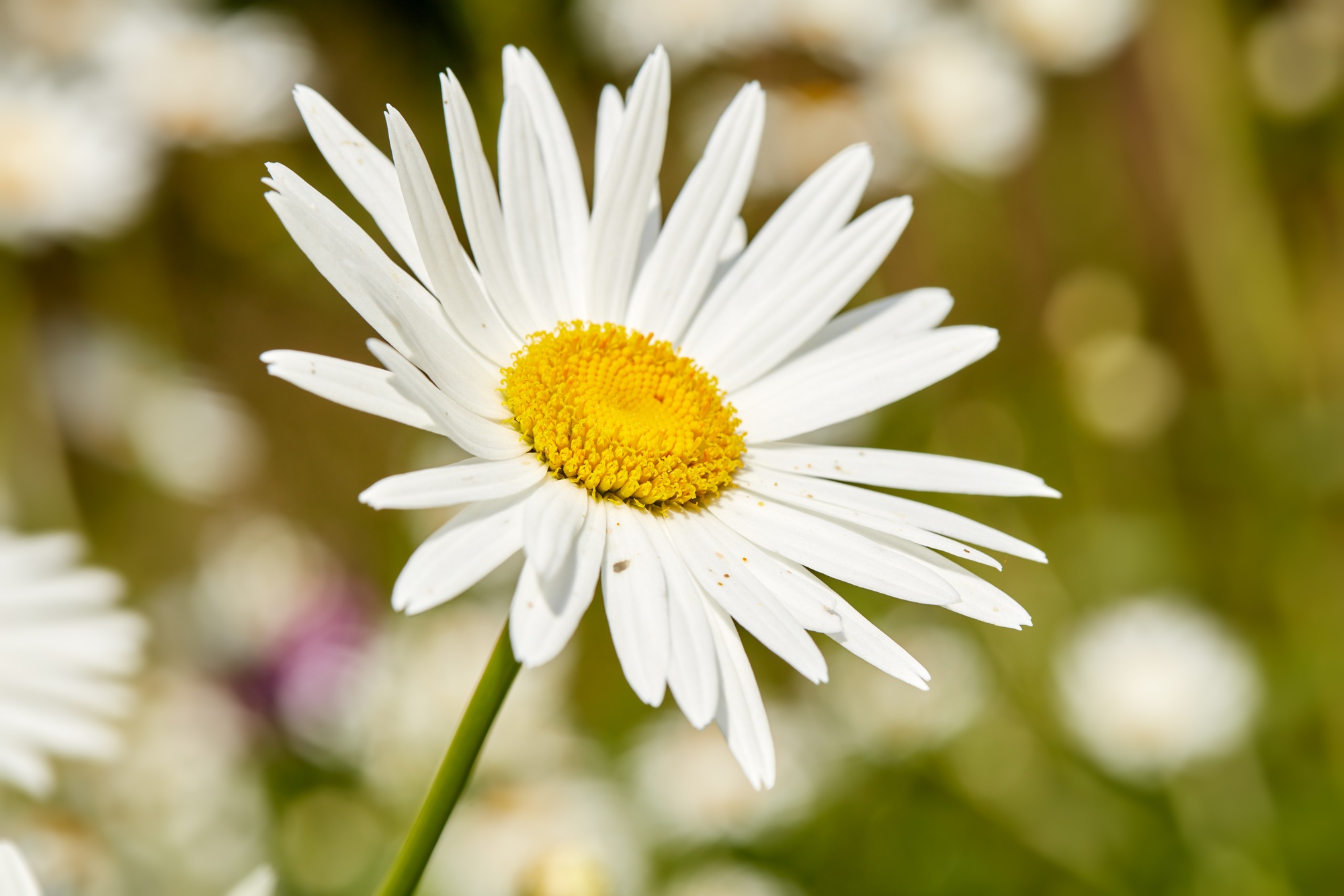 Daisy - Marguerite