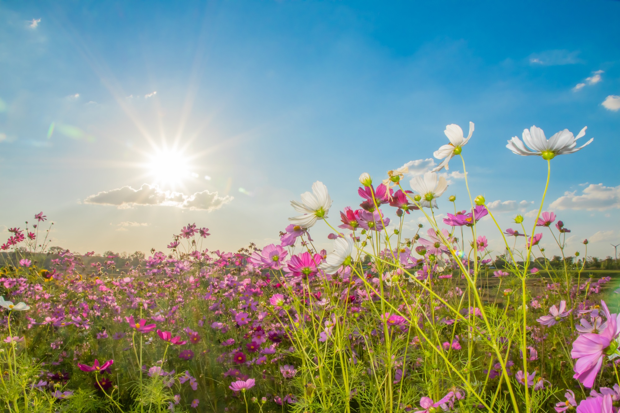 Beautiful cosmos flowers blooming in garden