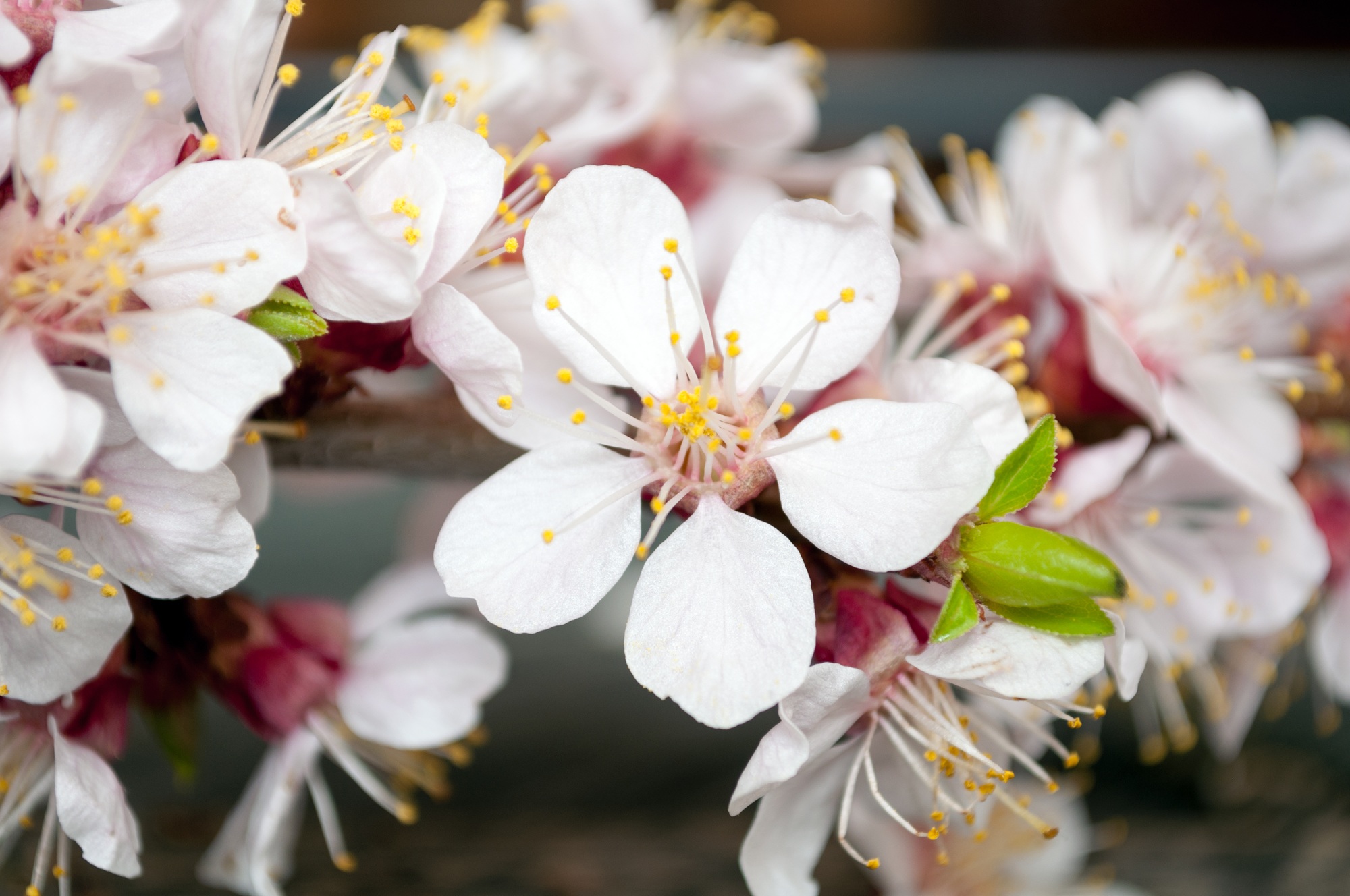 Spring blooming flower