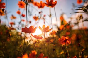 A beautiful cosmos flower under blue sky.