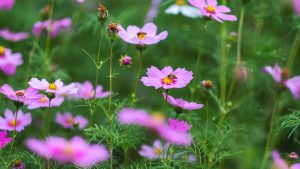 Bee and pink cosmos flowers in the garden