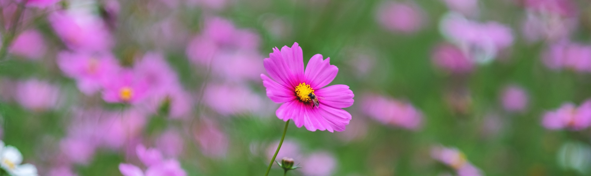Bee and pink cosmos flowers in the garden