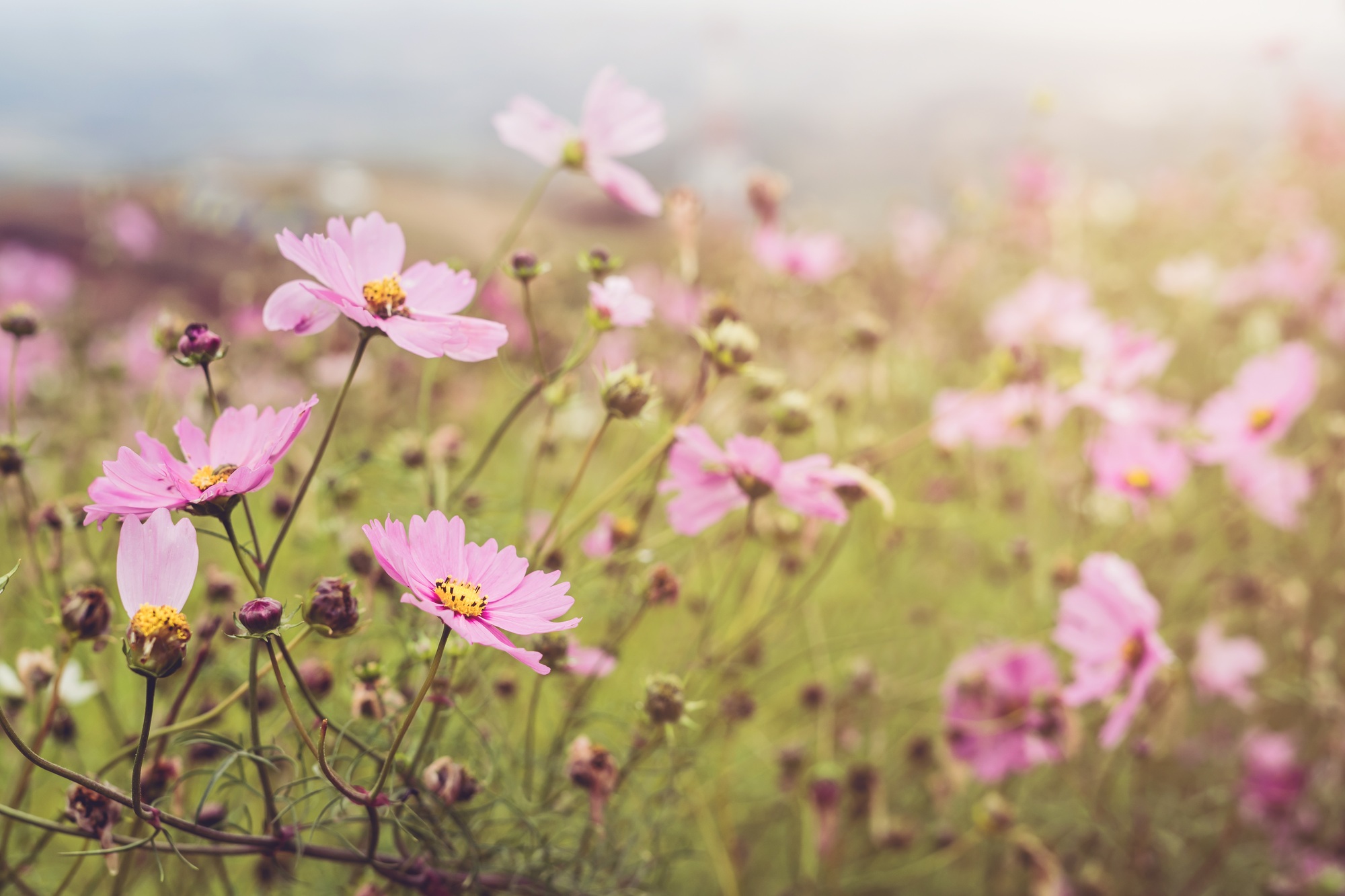 Blooming pink cosmos field on the mountain
