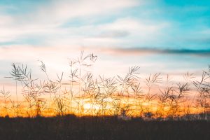 Close up White flower in field with sunrise background