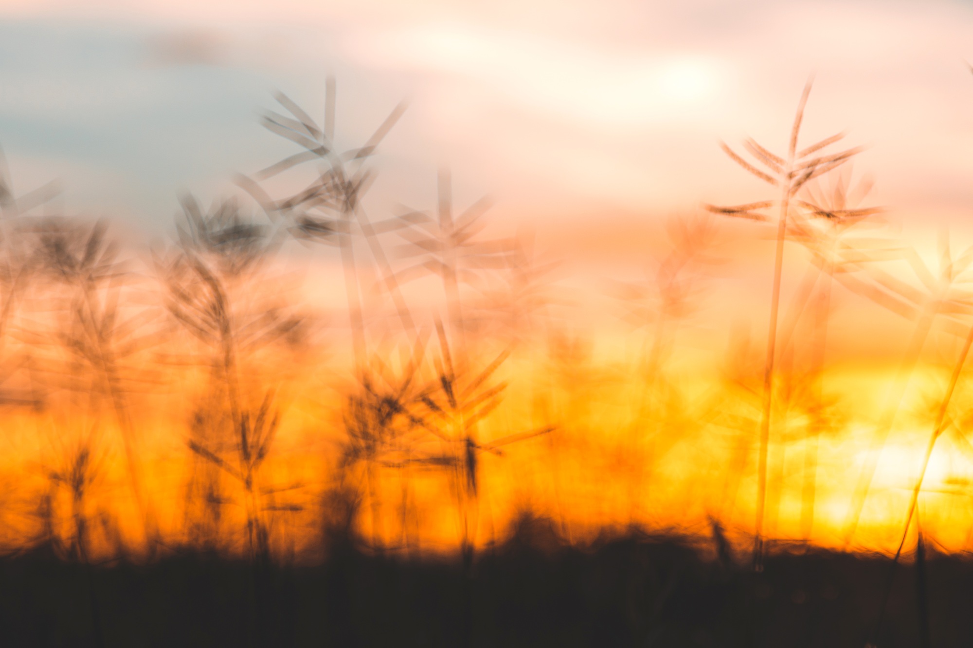 Close up White flower in field with sunrise background