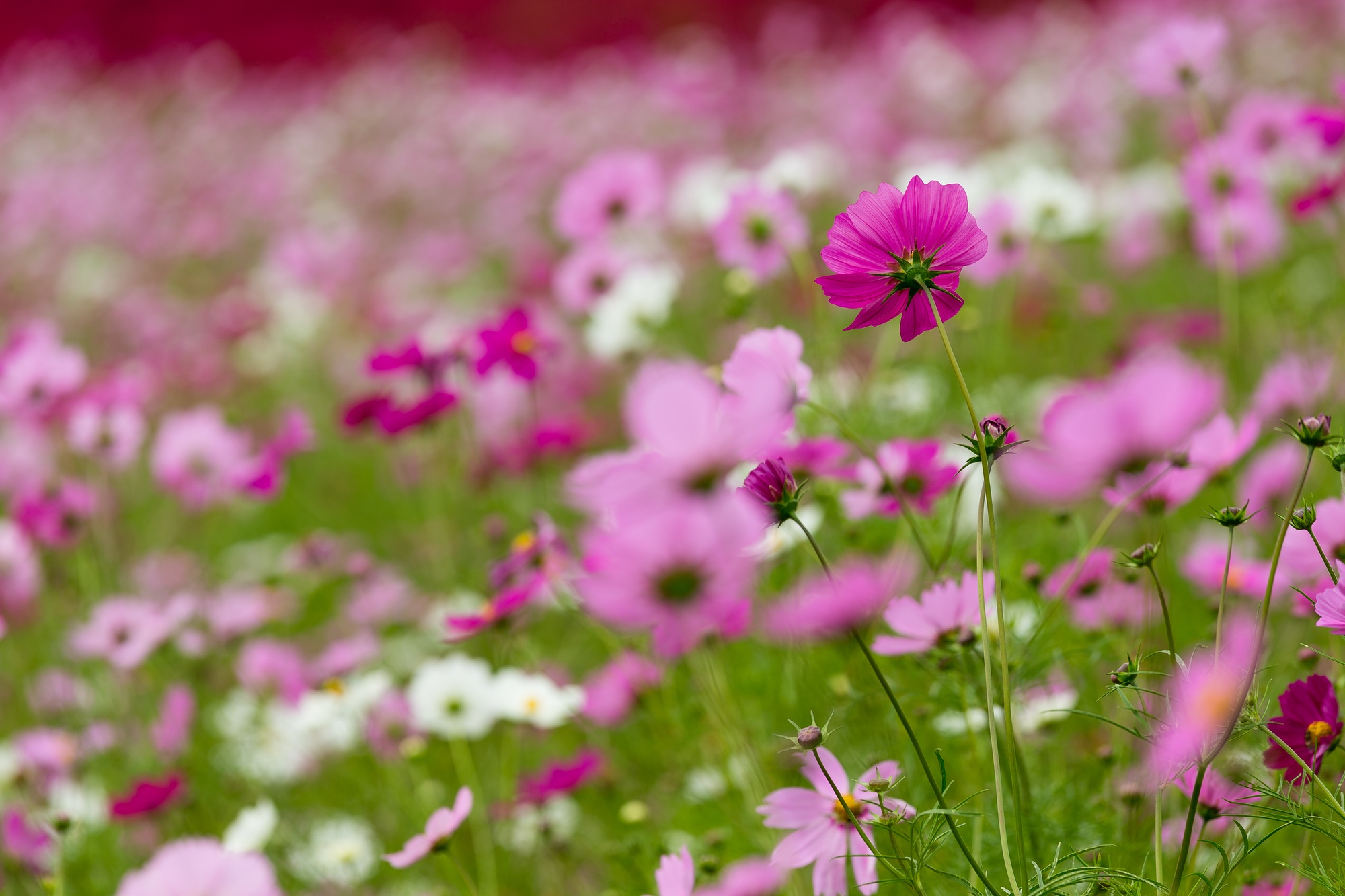 Cosmos flower field