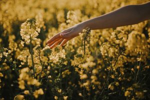 Crop woman touching flowers in field