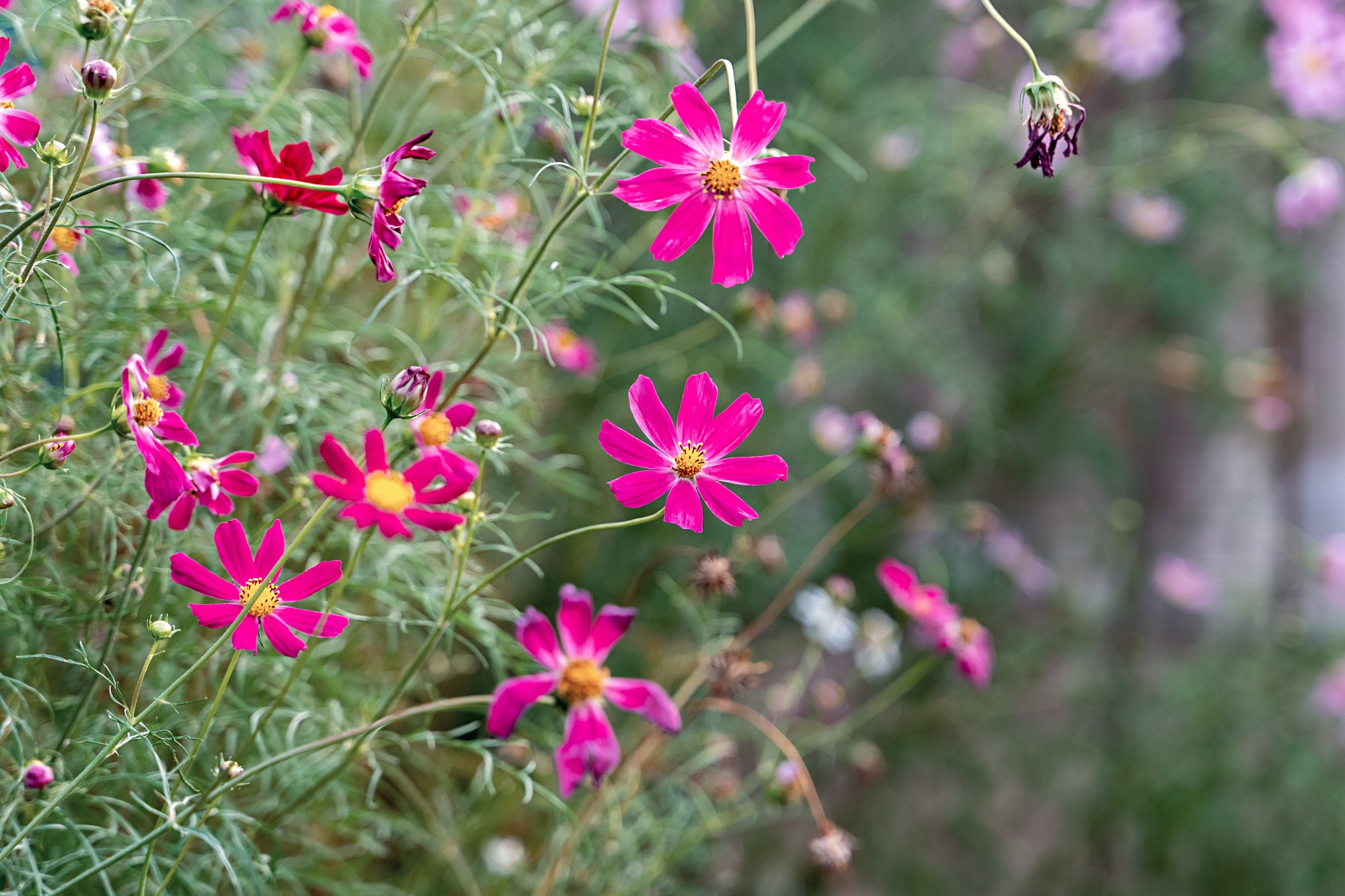 Landscape nature background of beautiful pink cosmos flowers in garden.