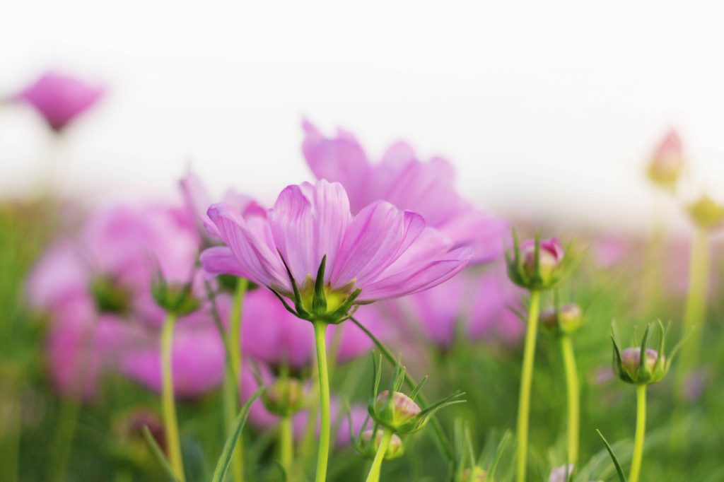 Pink cosmos at sunlight