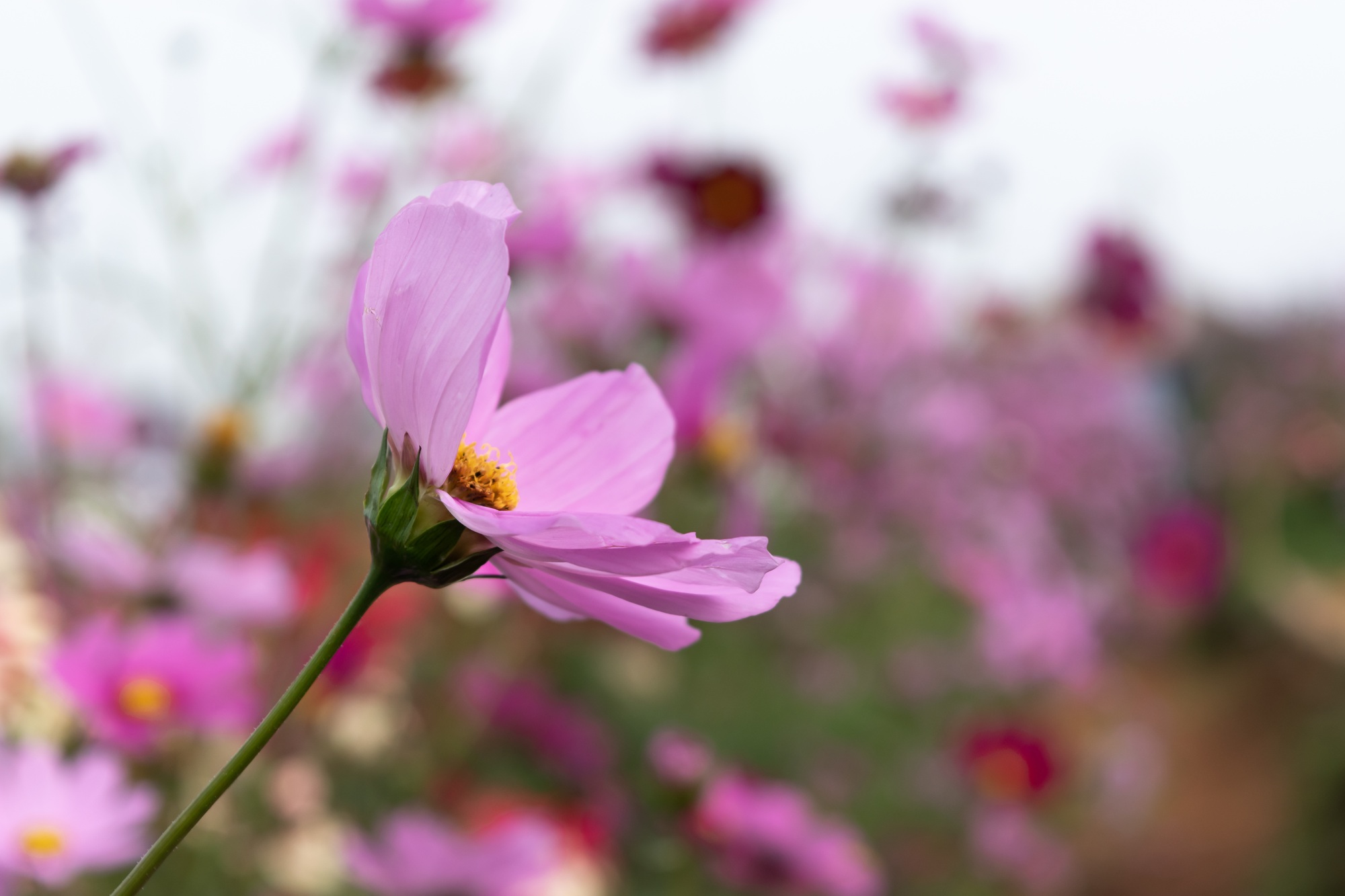 Pink cosmos flower blooming in garden outdoor. soft focus