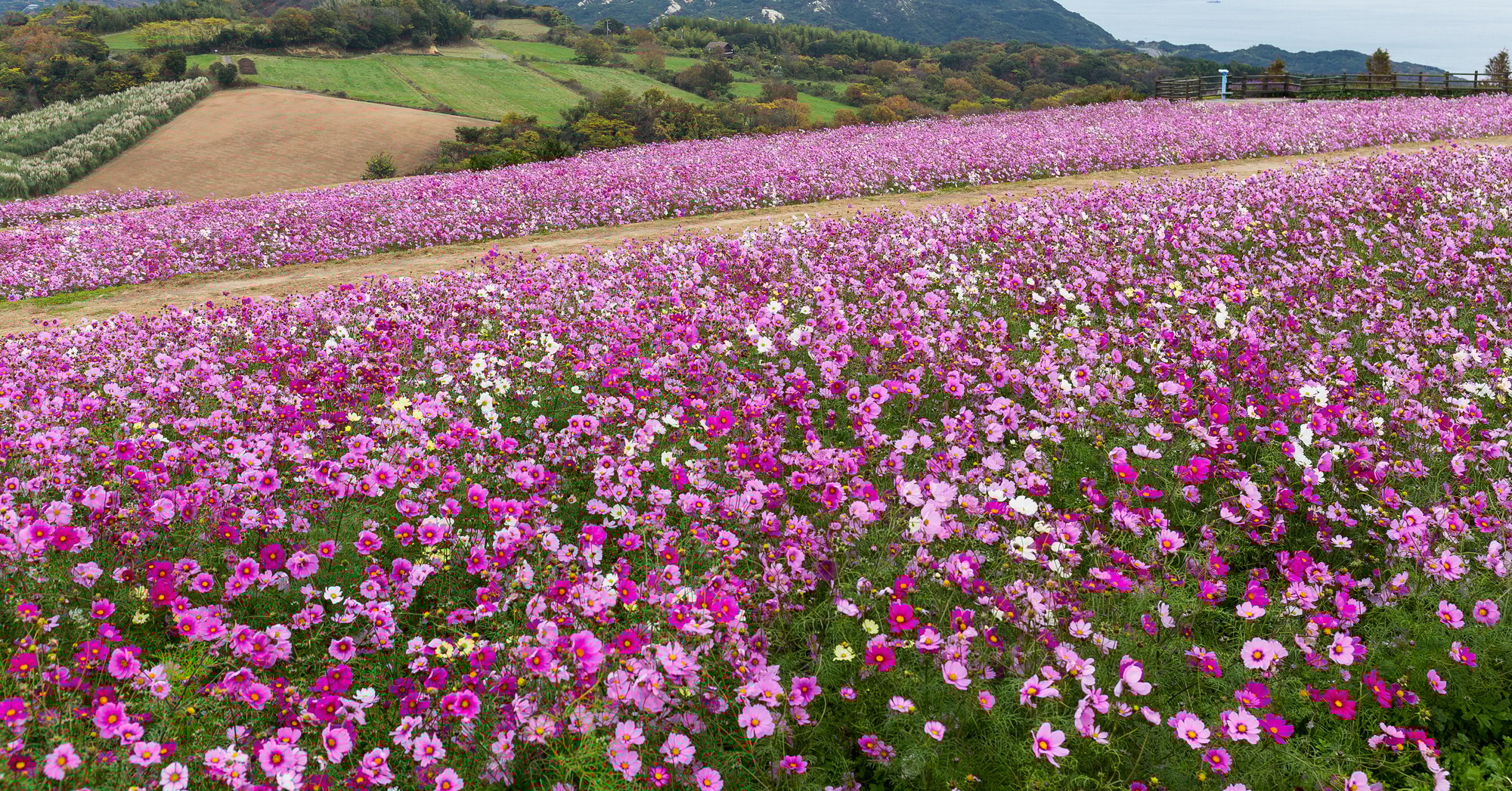Pink Cosmos flower farm garden