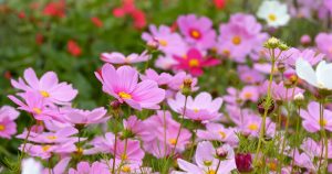 Pink cosmos flower field