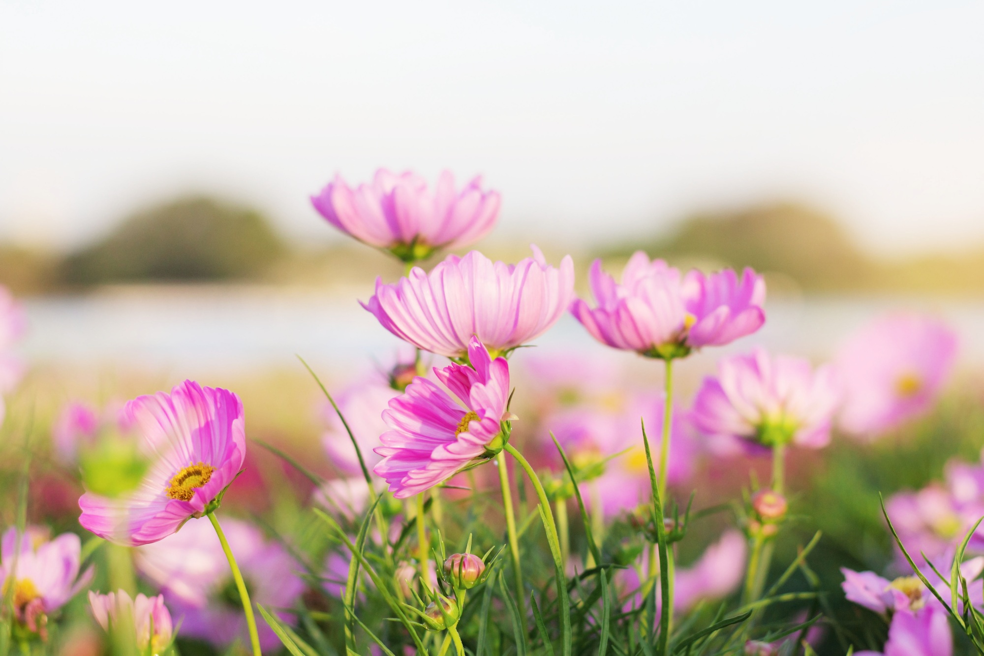 Pink cosmos flower in winter