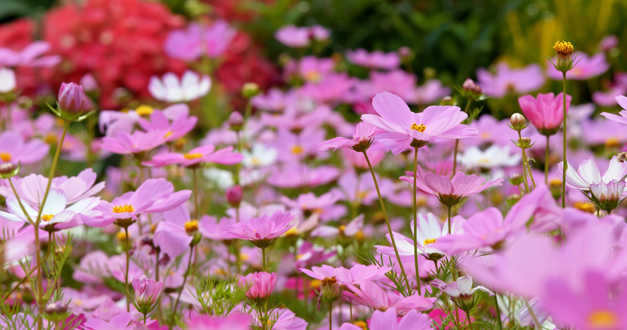 Pink cosmos flower meadow