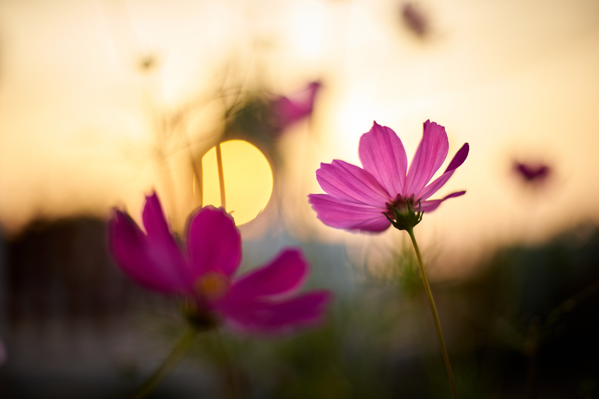 Pink cosmos flower with sunset