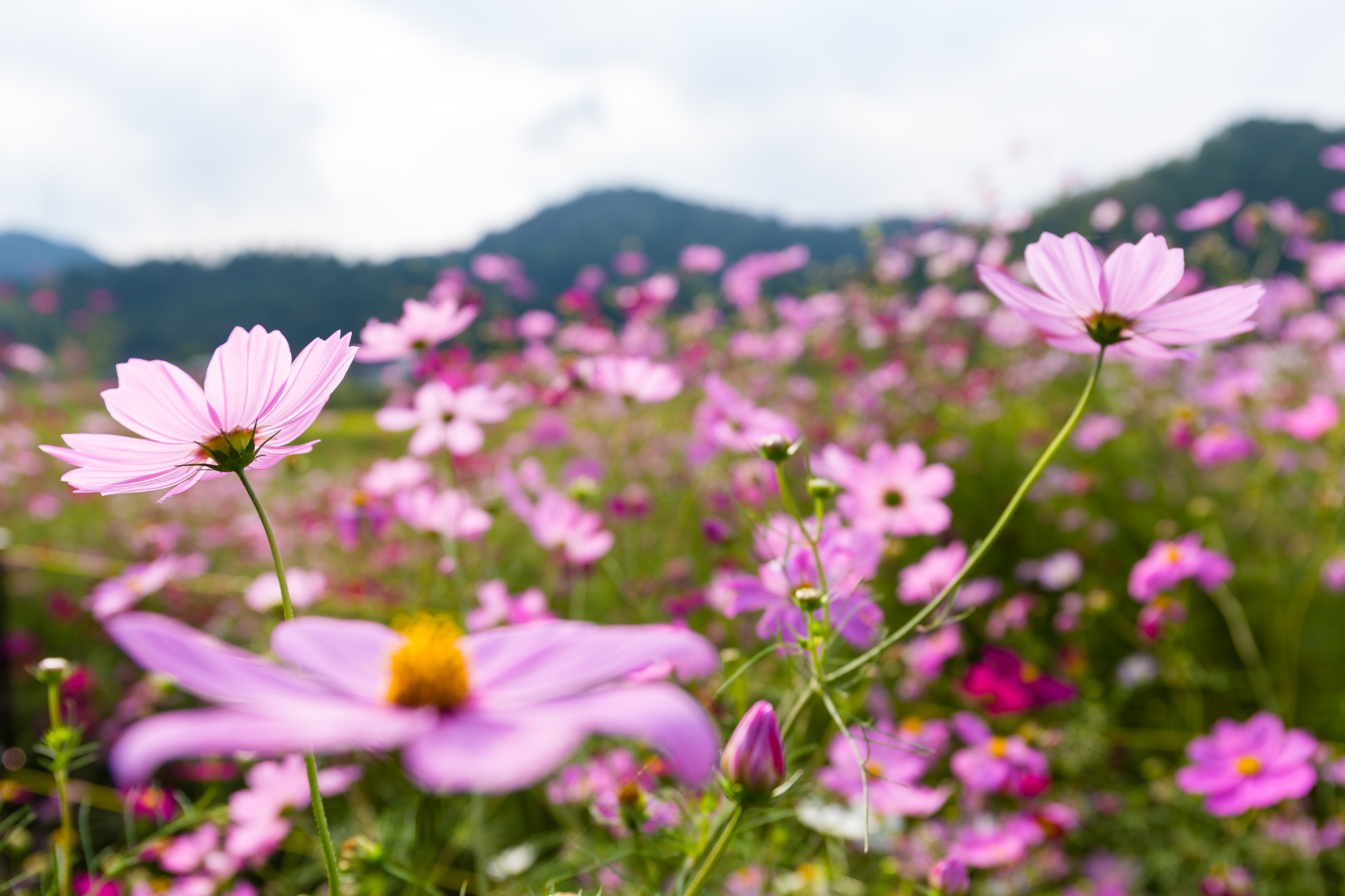 Pink cosmos flowers garden