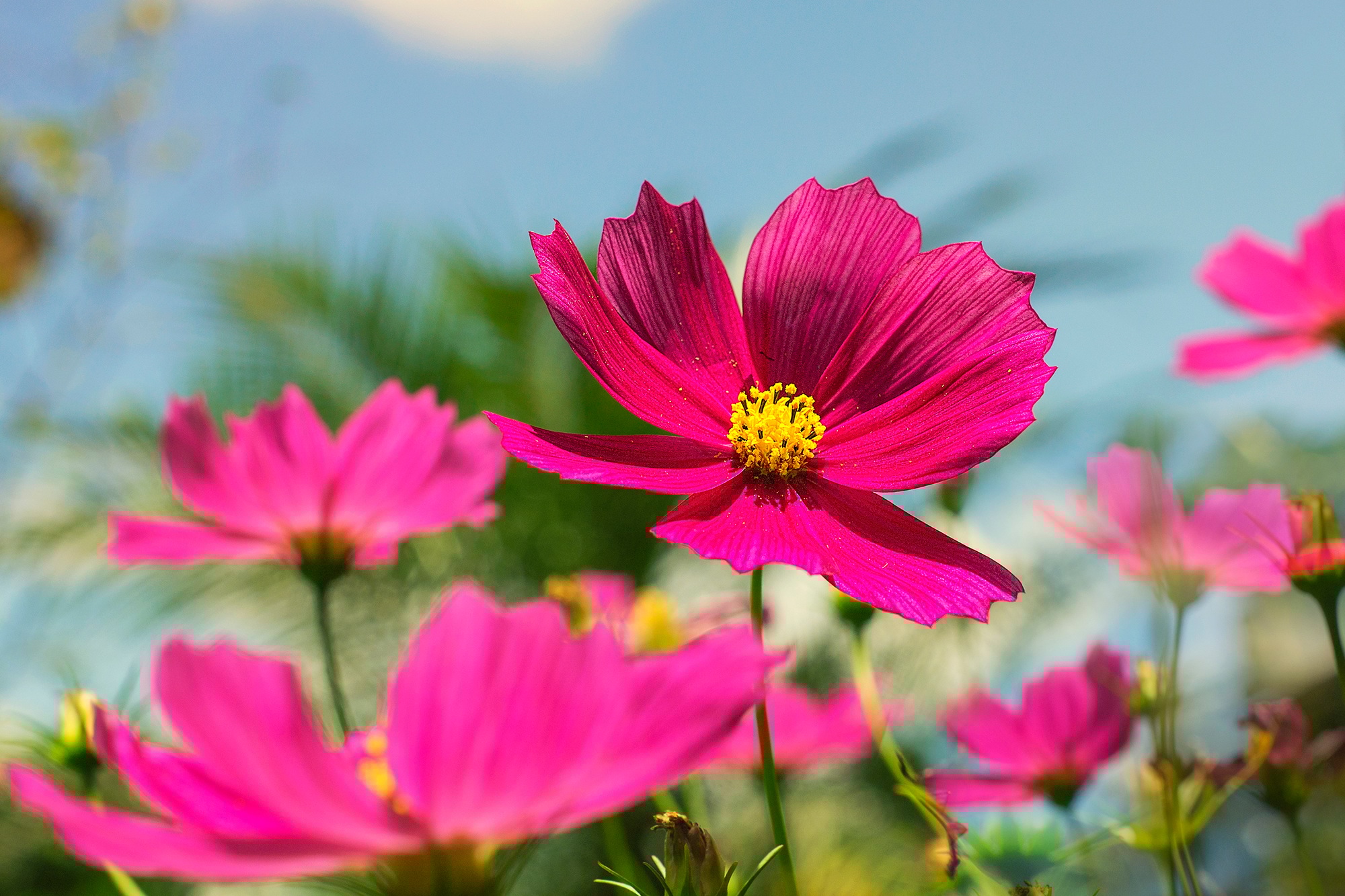 Pink Cosmos Flowers with Sky Background