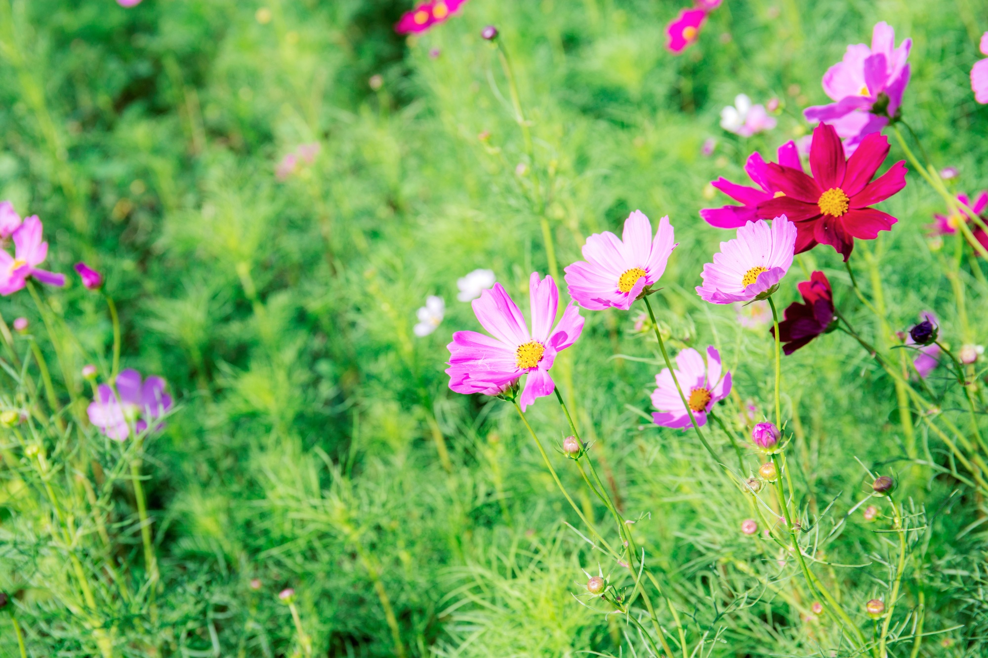 Pink cosmos on field