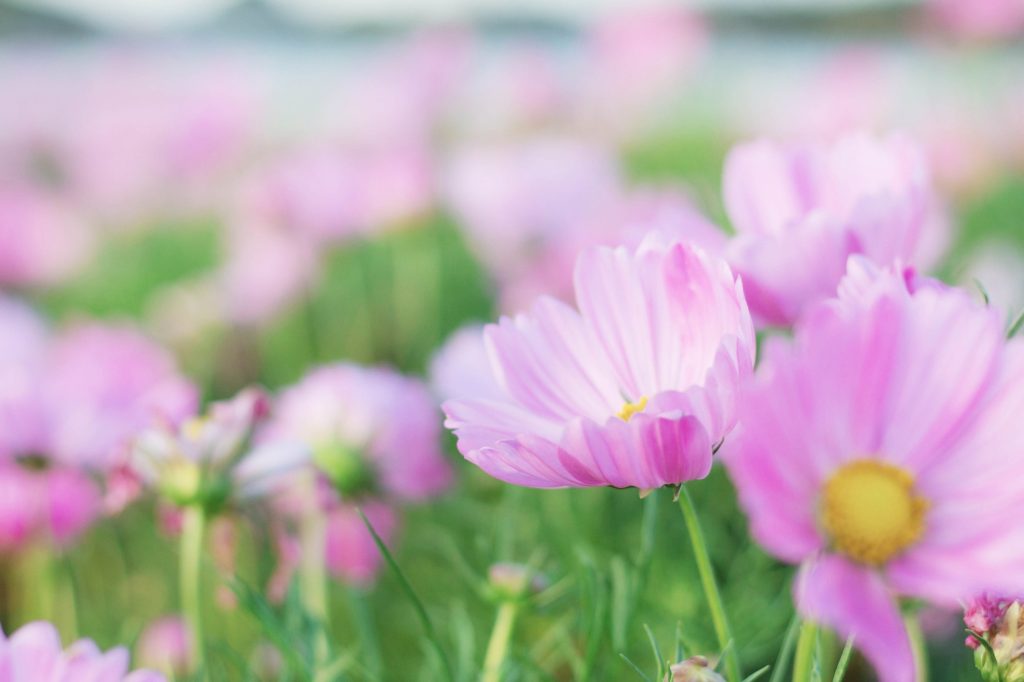 pink cosmos with beauty