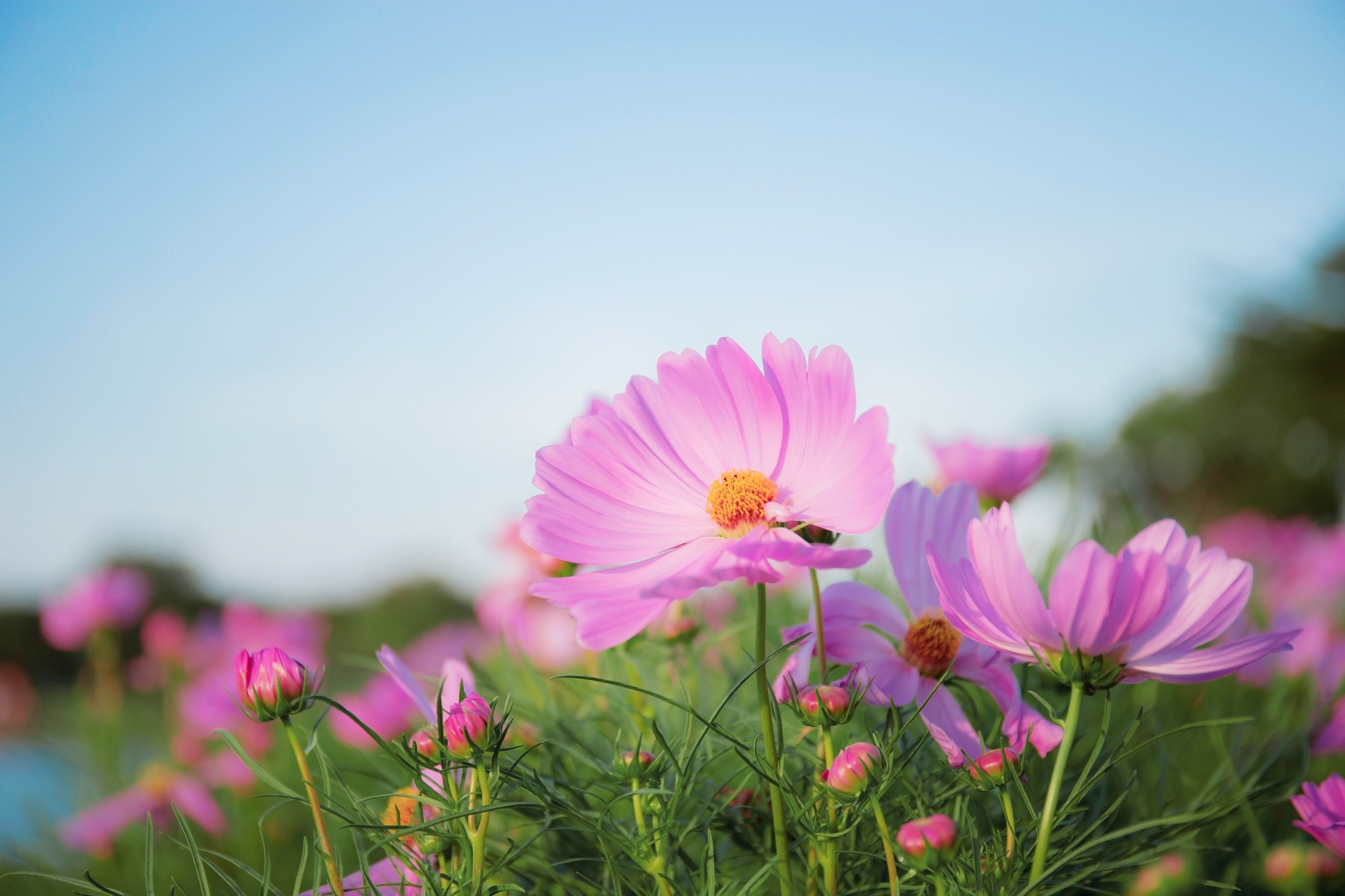 Pink cosmos with blue sky