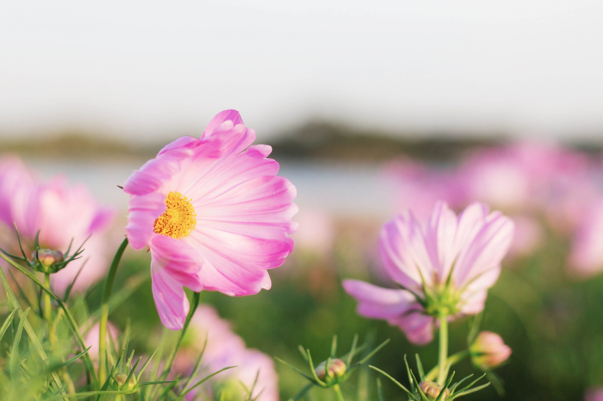 Pink cosmos with morning sun