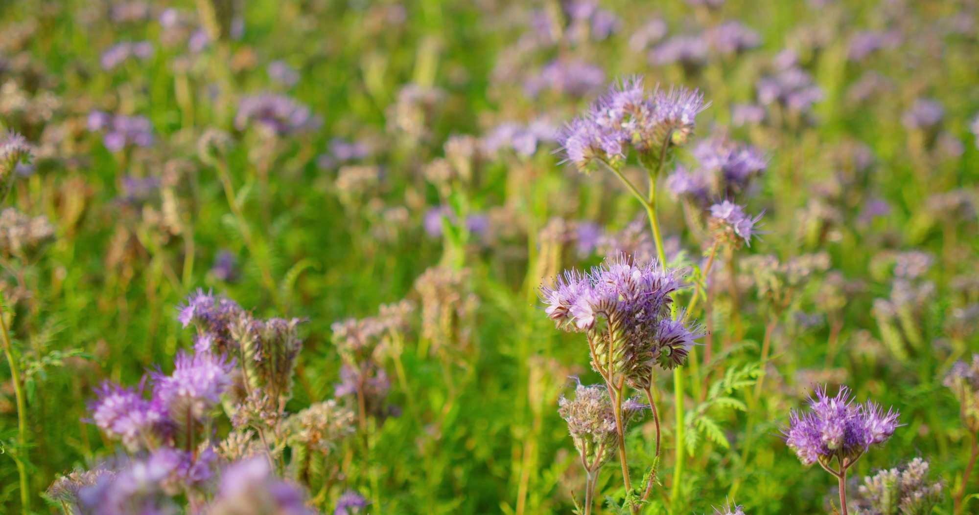 Purple medicinal flowers in field. Phacelia tanacetifolia or lacy phacelia - green manure, blue