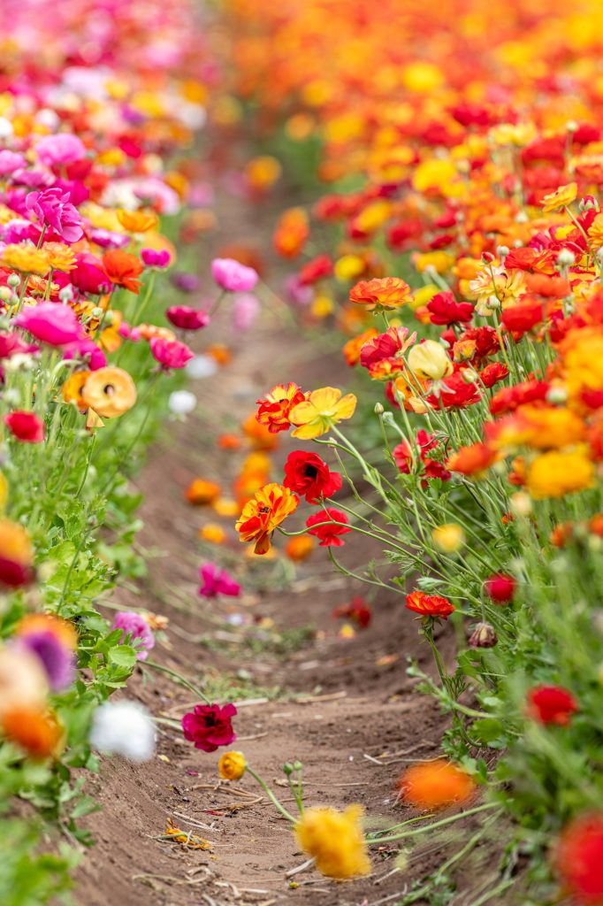 Holistic Therapy In Sacramento: Mind, Body, And Emotional Wellness