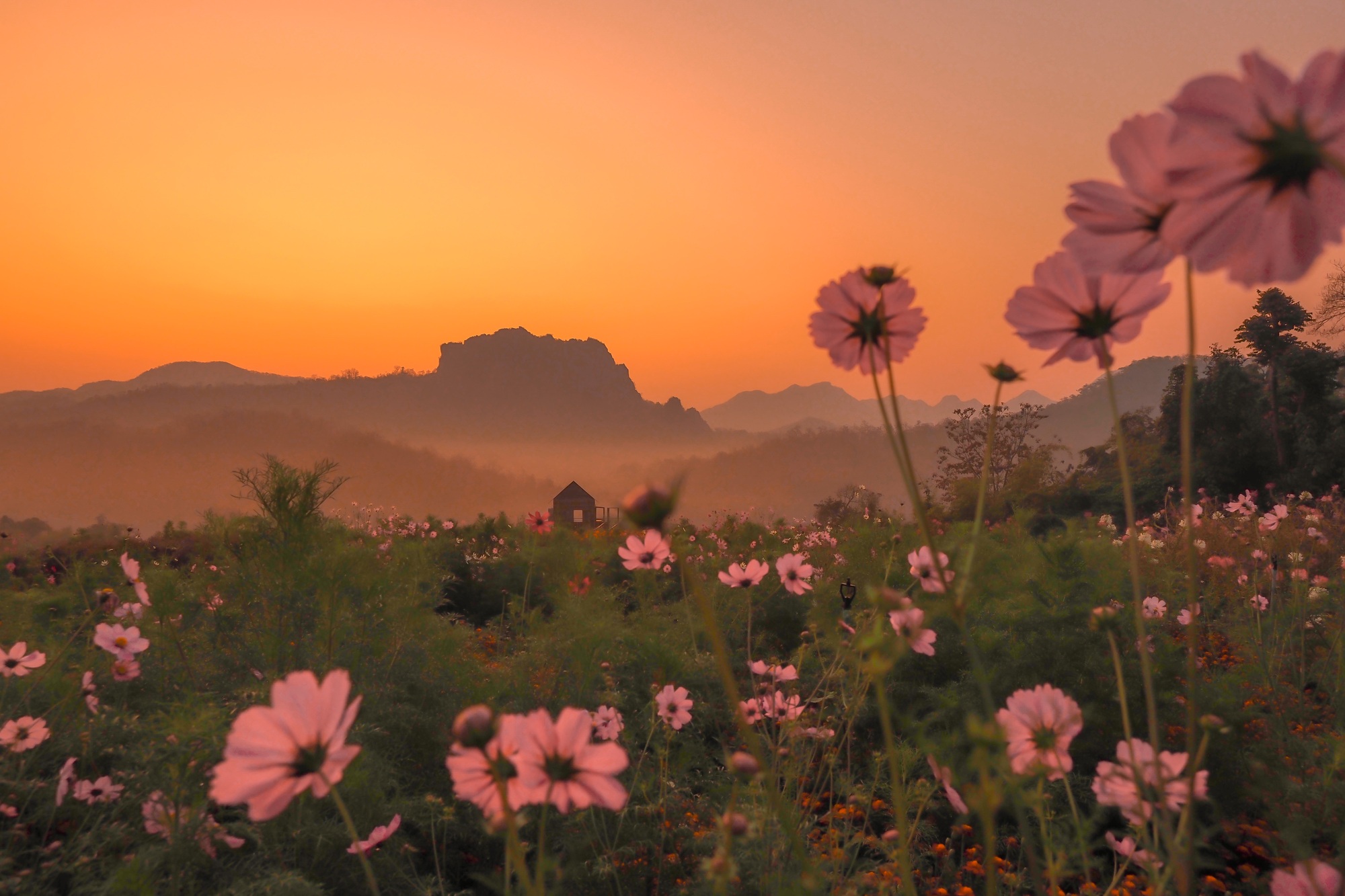 Sunrise ray morning with mountain and cosmos garden .